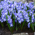 Śnieżnik Blue Giant
