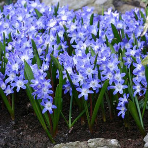 Śnieżnik lśniący Blue Giant 10szt