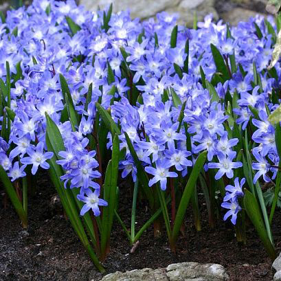 Śnieżnik Blue Giant