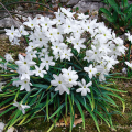 Ifejon White Star