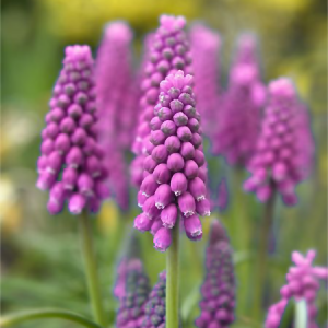 Szafirek Pink Sunrise 1szt