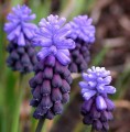 Szafirek szerokolistny latifolium