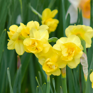 Narcyz bukietowy Yellow Cheerfulness 5szt