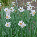 Narcyz Actaea