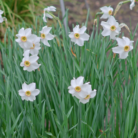 Narcyz Actaea