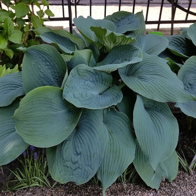 Funkia olbrzymia Blue Mammoth 1szt