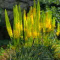 Pustynnik eremurus Bungei