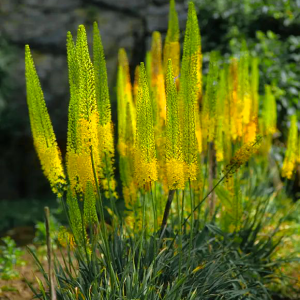 Pustynnik himalajski Eremurus Bungei 1szt