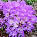 Zimowit Bizantyjski Colchicum