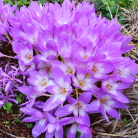 Zimowit Bizantyjski Colchicum