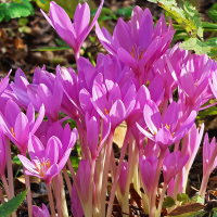 Colchicum Zimowit Lilac Wonder