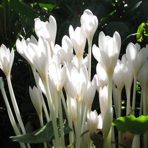 Colchicum Zimowit Album 1szt
