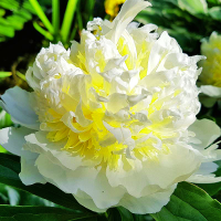 Piwonia Primavera