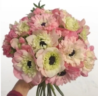 Zawilec Levante Rosa Chiaro