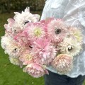 Zawilec Levante Rosa Chiaro