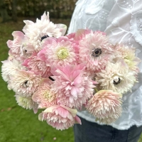 Zawilec Levante Rosa Chiaro