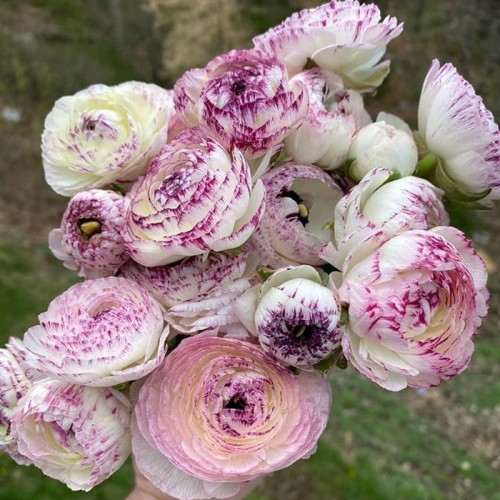 Jaskier Elegance Rosa Striato
