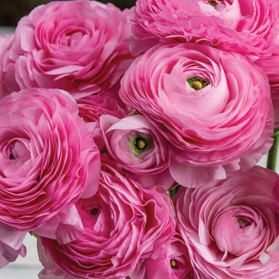 Jaskier Picotee Rose 5szt