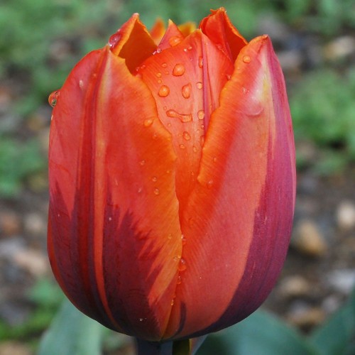 Tulipan Hermitage