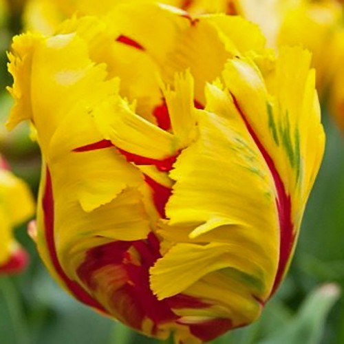 Tulipan Texas Flame
