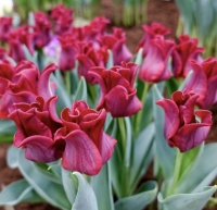 Tulipan Red Dress