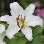 Lilia orientalna  Simplon 1szt
