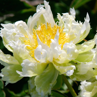 Piwonia Green Lotus
