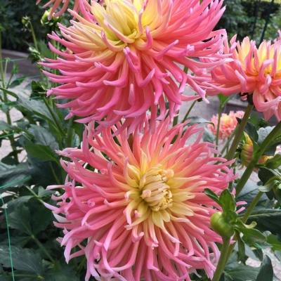 Dalia kaktusowa Fringed Star  1szt