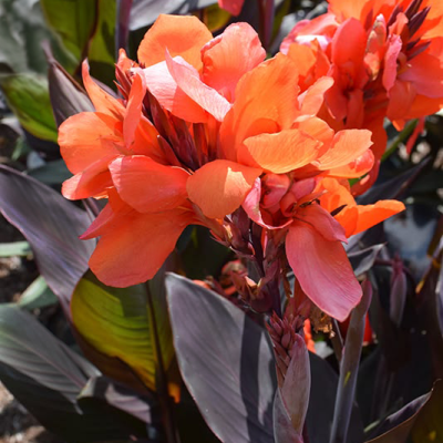 Canna  Paciorecznik Ingeborg 1szt