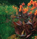 Canna egzotyczna Durban 1szt