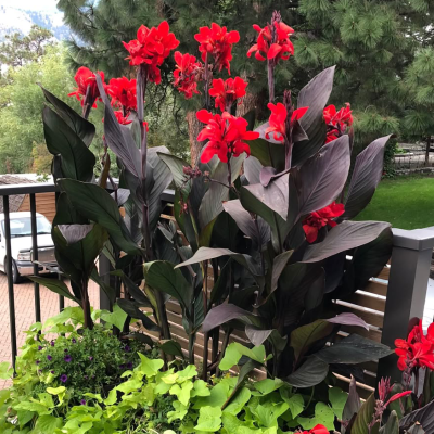 Canna Paciorecznik Cherry Red 1szt