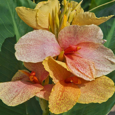 Canna Paciorecznik Confetti 1szt
