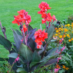 Canna Paciorecznik Happy Julia 1szt