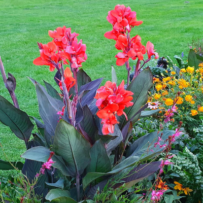 Canna Paciorecznik Happy Julia 1szt