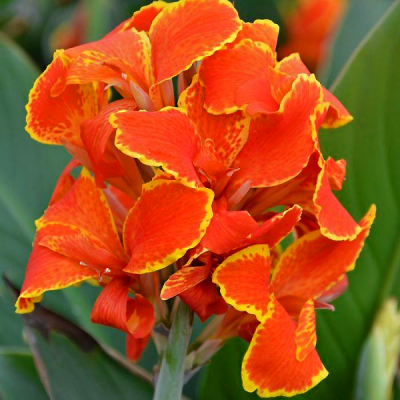 Canna Paciorecznik Madeira 1szt