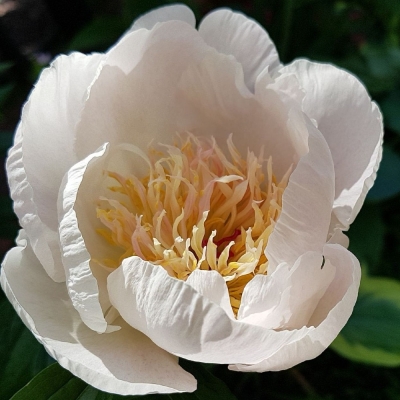 Piwonia chińska Ewelina 1szt