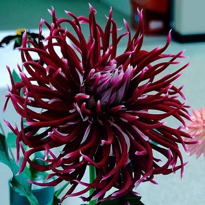 Dalia kaktusowa Hollyhil Spider Woman 1szt