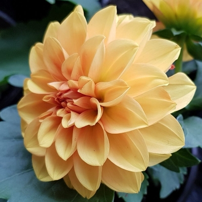 Dalia dekoracyjna Autumn Fairy 1szt