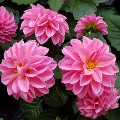 Dalia dekoracyjna Blusette 1szt