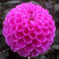 Dalia Sandra.jpg