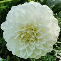 Dalia pomponowa White Star