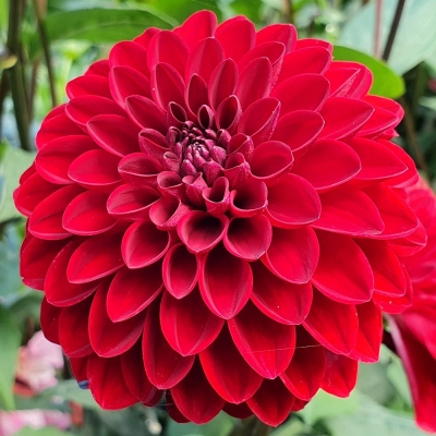 Dalia pomponowa Cooper Boy 1szt