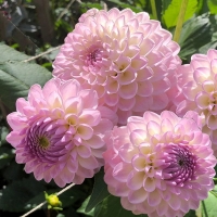 Dalia el paso.jpg