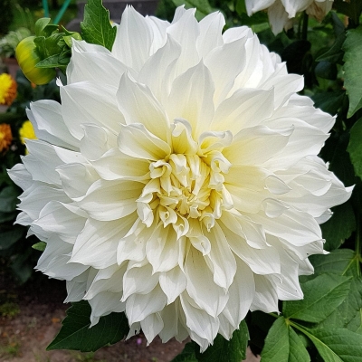 Dalia talerzowa  White Perfection 1szt