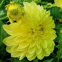 Dalia Kelvin Floodlight.jpg