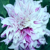 Dalia Mom's Special.jpg