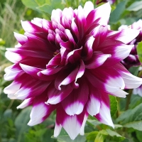 Dalia Edinburgh.jpg