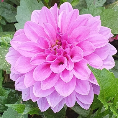 Dalia dekoracyjna Onesta 1szt