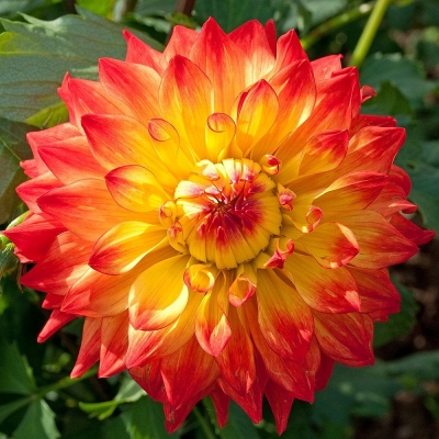 Dalia dekoracyjna Procyon 1szt