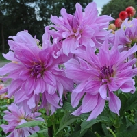 Dalia Lavender Ruffle.jpg